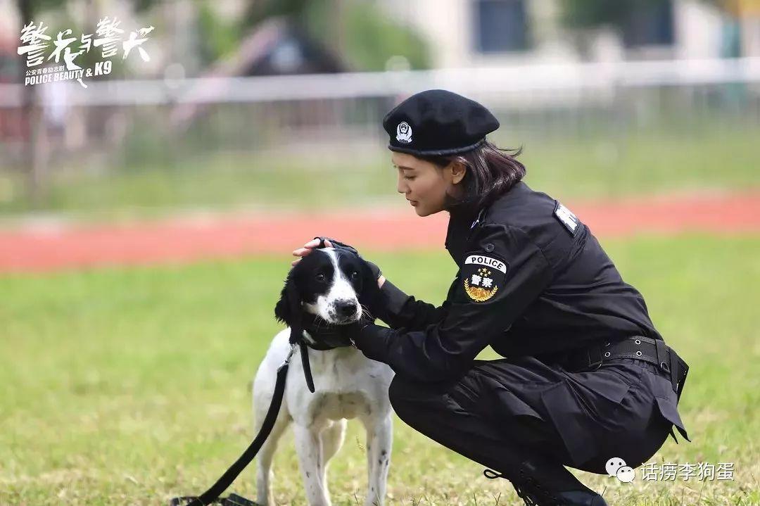 警犬安然，无言的守护者，时代见证的忠诚战士
